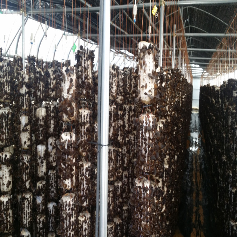 설악산목이버섯,설악산초록농장 생목이버섯(1kg)